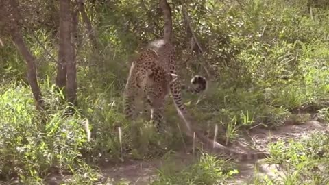 Leopard vs Monitor Lizard Real Fight - Hungry Leopard Hunt Lizard But Fail - Most Amazing Attack