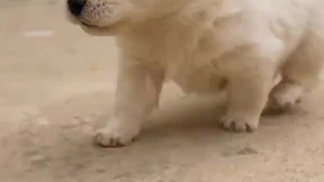 amazing video