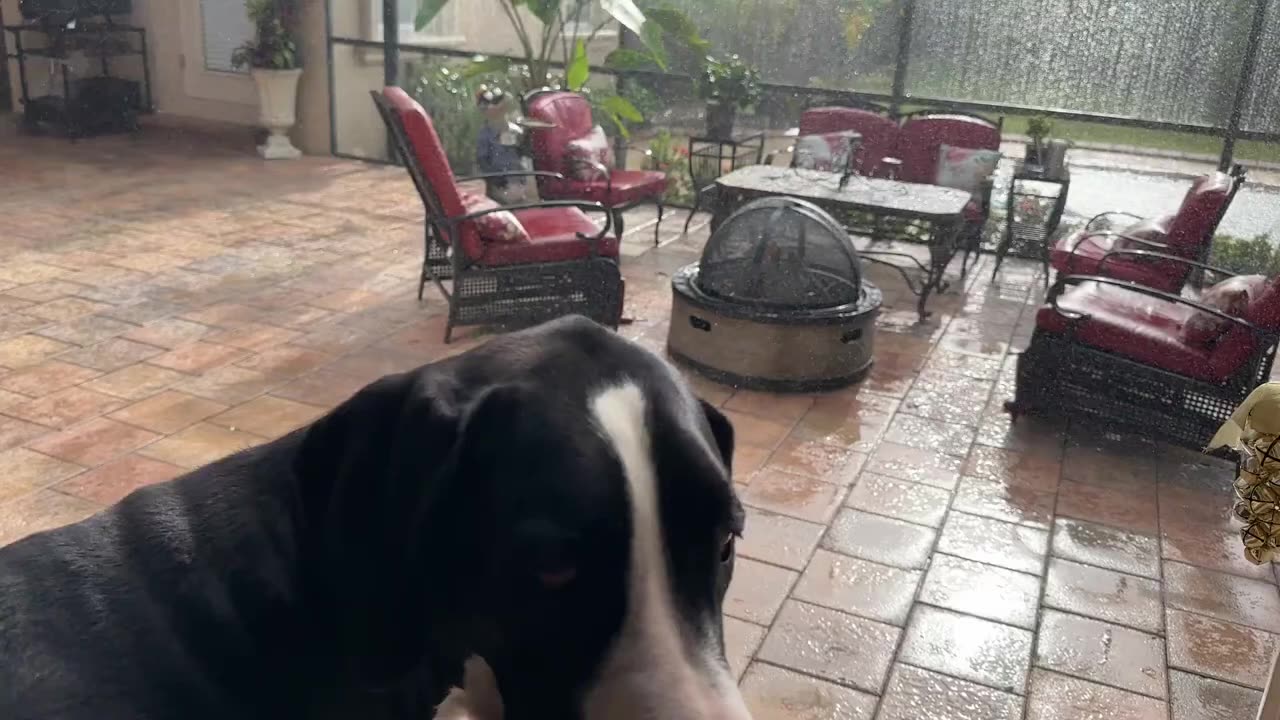 Funny great dane reluctantly gets wet in beautiful floridasun shower