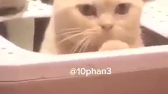 Funny cat
