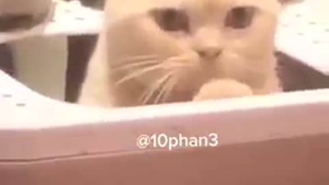 Funny cat