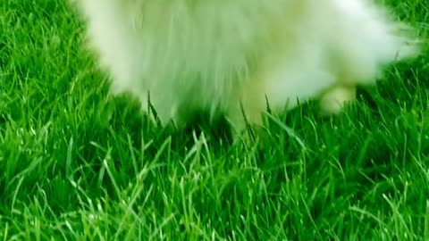 cut dog