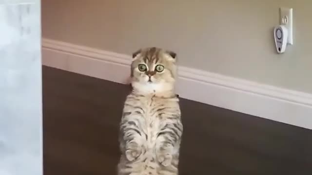cute and funny cat played