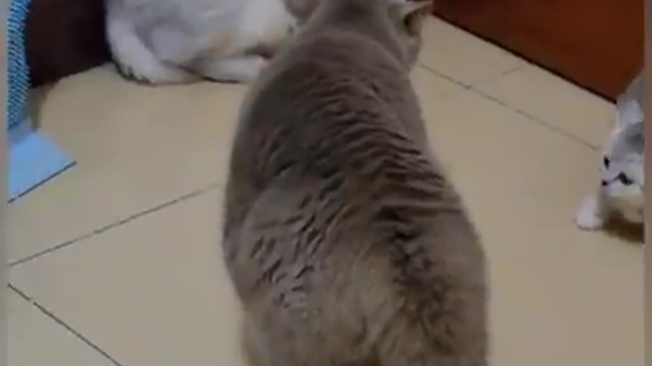 Momma cat vs poppa cat