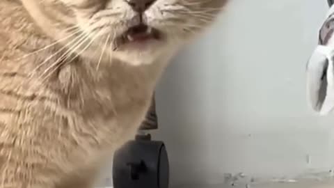 Cute Cats #youtubeshorts #funnyvideo