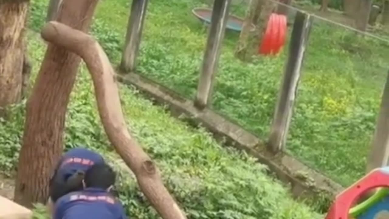 Pandas Attack Zookeeper in China