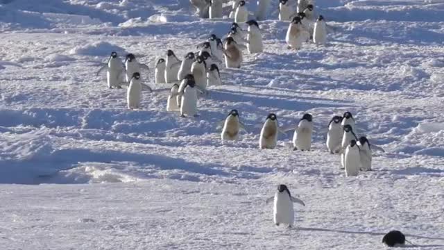 March of the Adélie Penguins