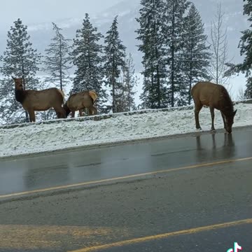 Elk on The Road In BC