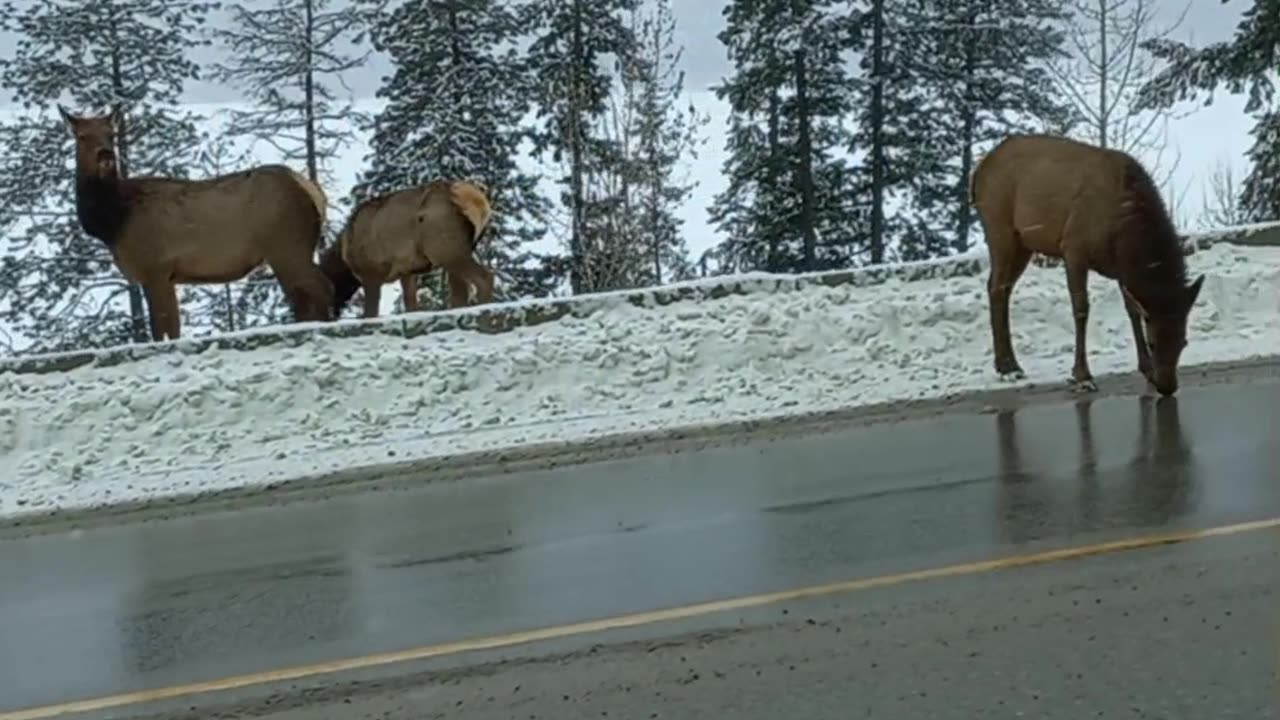 Elk on The Road In BC