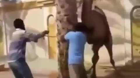 Camel Got His Whole Head