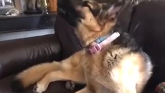 Singing German Shepherd