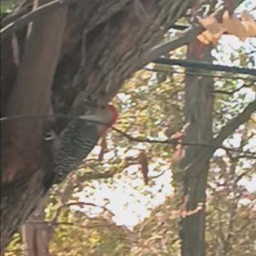 Woodpecker kissena park.