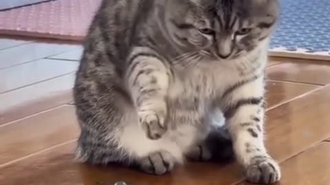 Funny Cats