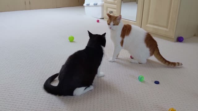 Cats Play Fighting 4K