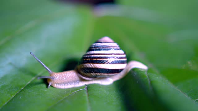 snails 5