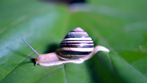 snails 5