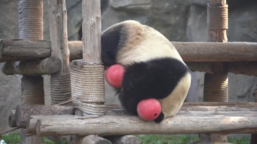 Cutest giant panda