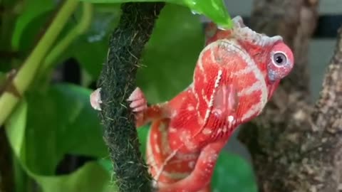 Thirsty chameleon