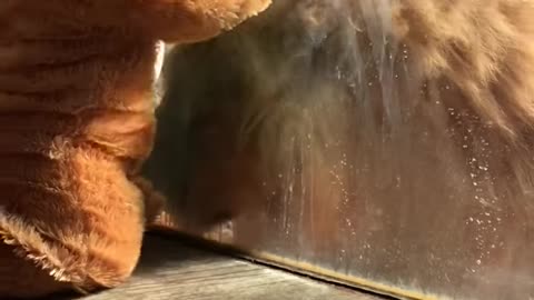 Lion Baby Meets His Namesake