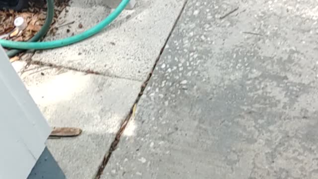 Black snake Florida