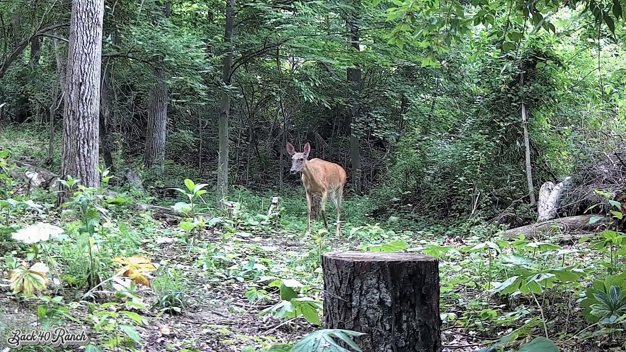 Requested video- Animals on the Back 40 Ranch!