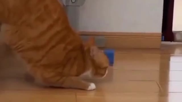 Cat did a disappearing act 💨 (outofcontextanimalsIG) #catsoftiktok #speedycat #vroom