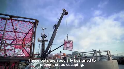 How to Earn Millions $ from Catching King Crab 🦀 - Inside Modern King Crab Processing Factory