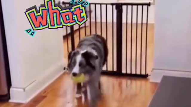 Funny Videos 2022 😂 - #69