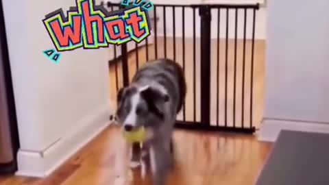 Funny Videos 2022 😂 - #69