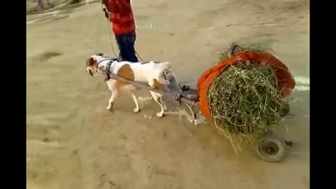 Funny animal