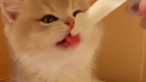 Feeding the kitten milk with a needle