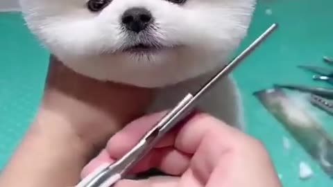 Cute Dog Hair Cutting 🐶