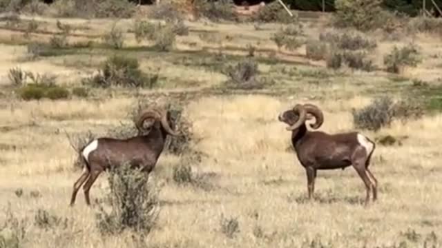 Goat fight