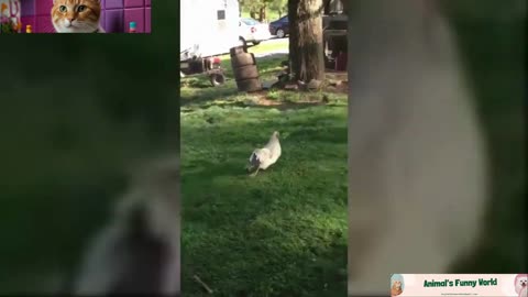 Funny Different Animals Chasing and Scaring People 2024