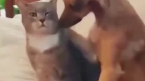 Funny_Videos_Funny_Cats_and_Dogs_MEMES__Try_Not_To