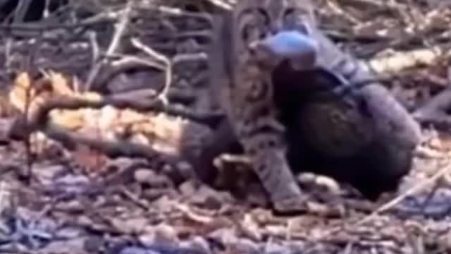 Compilaçao de meus vídeos engraçados