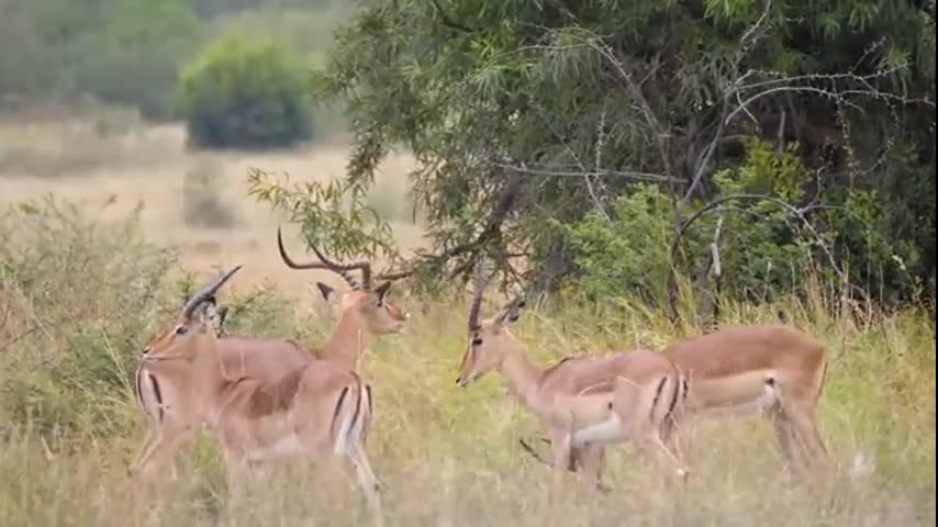 The magical power of nature and animals