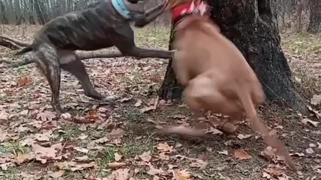 Pitbull bitting challenge