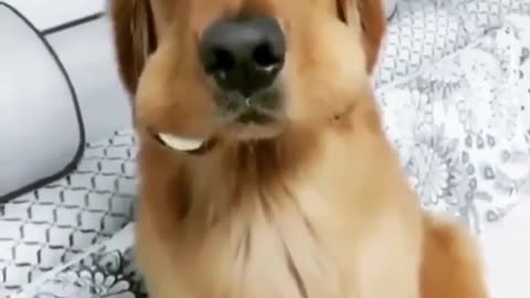 Funny dog