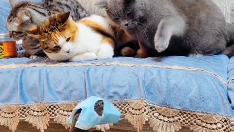 Funny cat & Duck