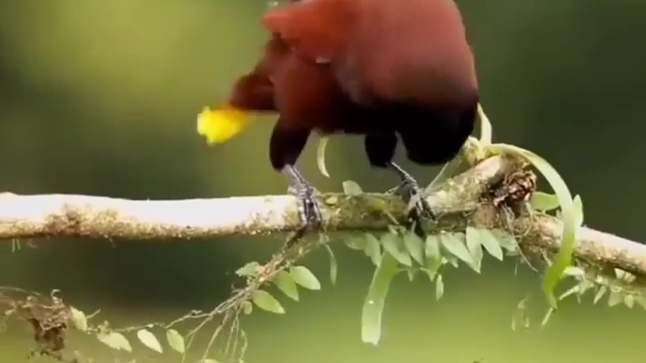 Amazing birds