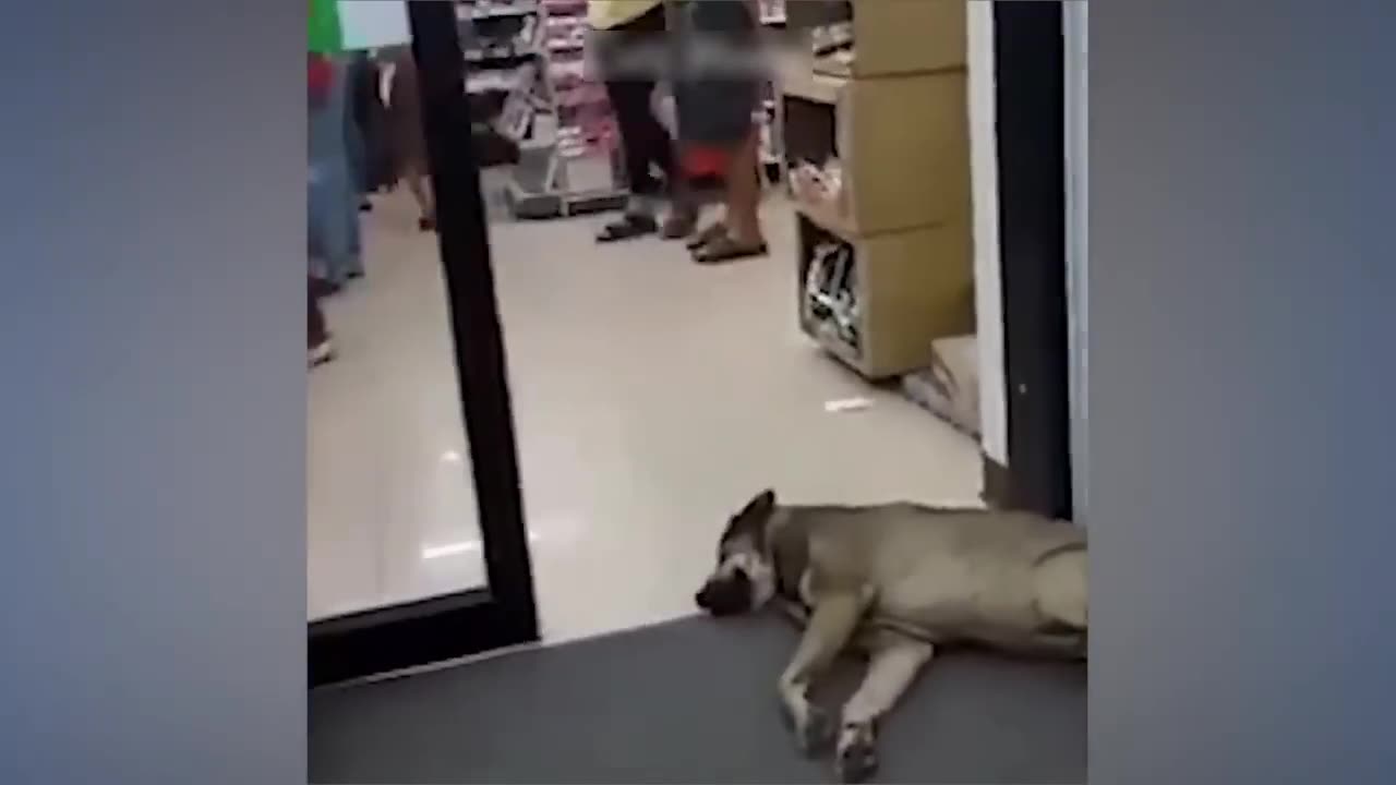 5 minutes funny cat dog competition π funny animal videos