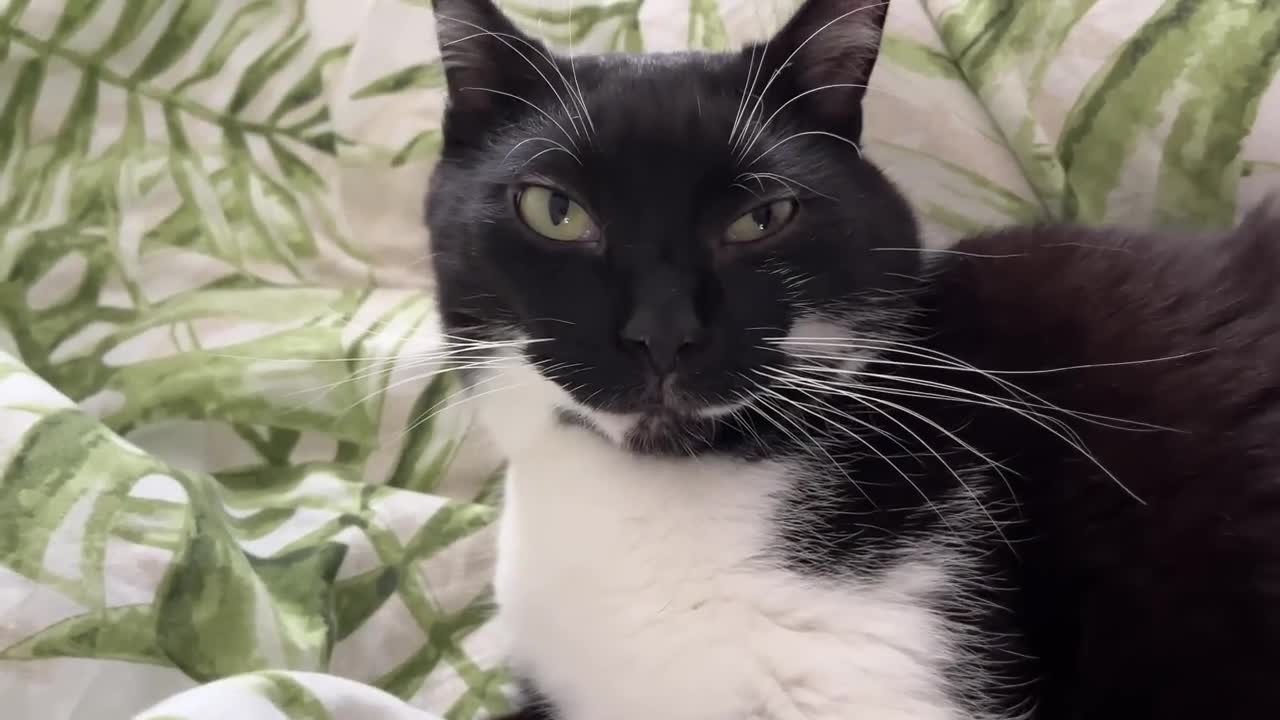I'd nap... but I am on duty