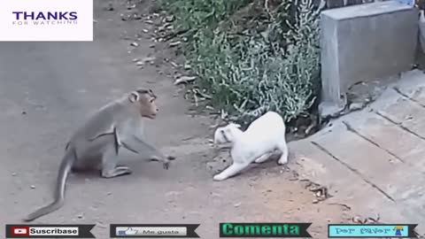 Funny animals - Monkeys and Cats