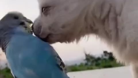 Funny, Animals, Funniest Animals, Funny Videos