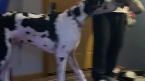 THE GREAT DANE Dog Video 69 - Great Dane Compilation - Tallest Dog in The World