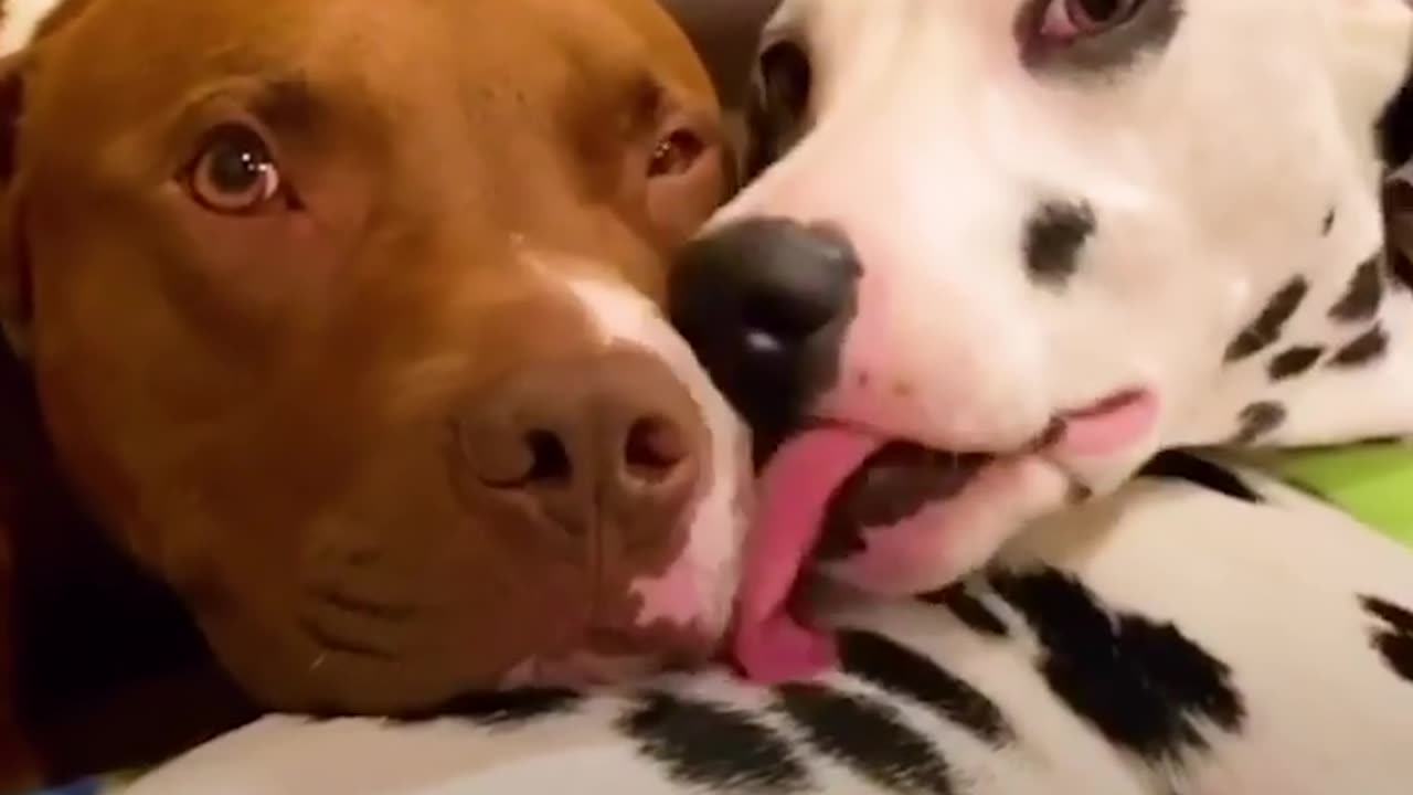 TWO DOGS MEET AT A DOG PARK AND INTRODUCE THEIR HUMAN PARENTS