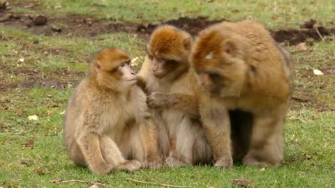 a small family of monkeys