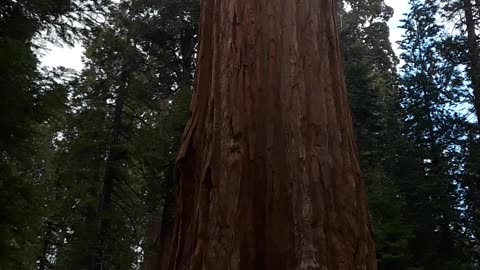 The Grant Tree, the second biggest Sequoia tree in the park. 5/8/23