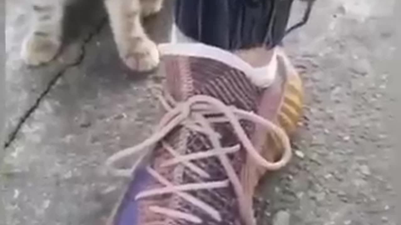funny video part 31 #short shorts #shortvideo #shortsvideo